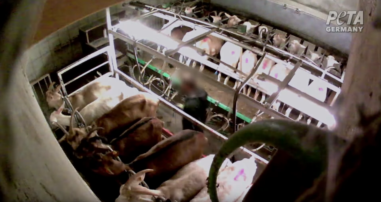 peta-chevres-bio-allemagne-3