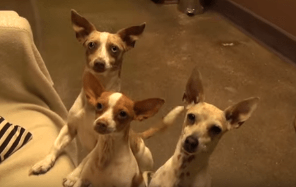 chihuahua_rescue_hfp_mbp_5