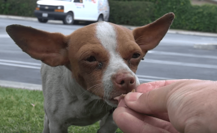 chihuahua_rescue_hfp_mbp_3