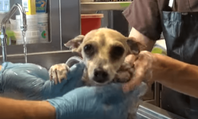 chihuahua_rescue_hfp_mbp_4