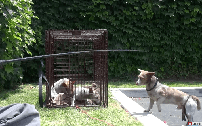 Screen Shot 2017-04-14 at 12.02.39