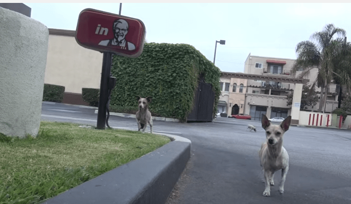 chihuahua_rescue_hfp_mbp_2