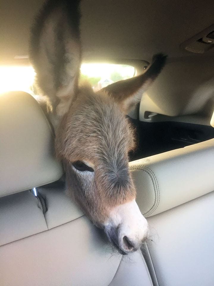 chloe-donkey-rescue-2