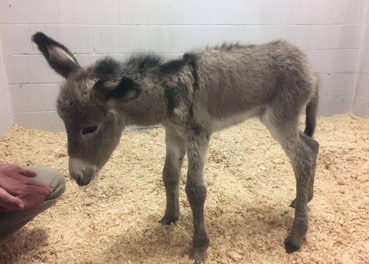 chloe-donkey-rescue-3