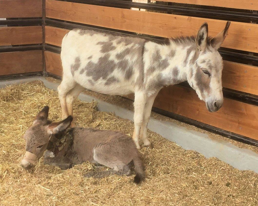 chloe-donkey-rescue-6
