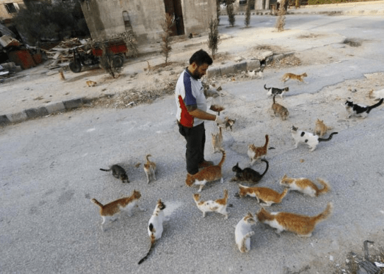 aleppo-catman-puppies-7