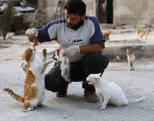 aleppo-catman-puppies-8