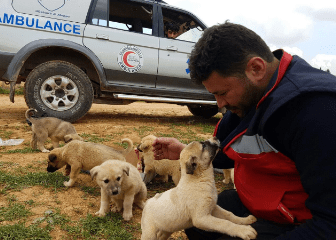 aleppo-catman-puppies-2