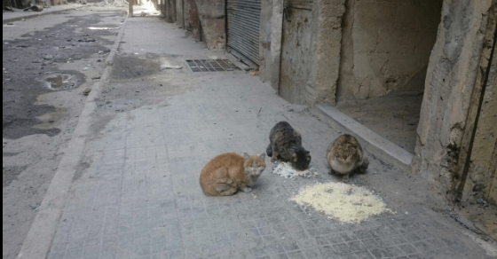 aleppo-catman-puppies-11
