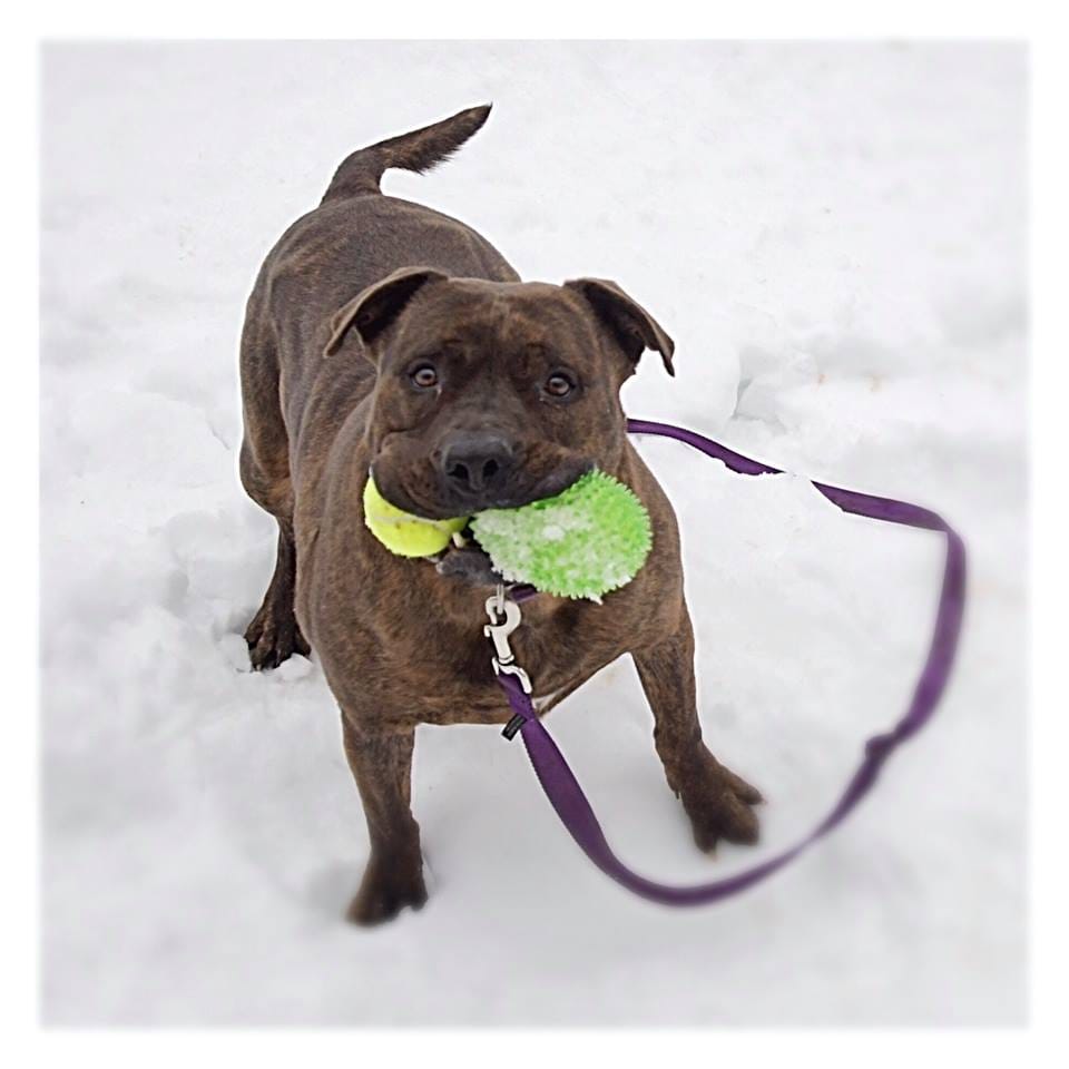 cola-shelter-tennisballs-1