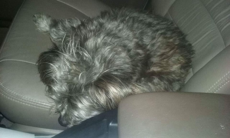 dog-scooter-rescue-note-3