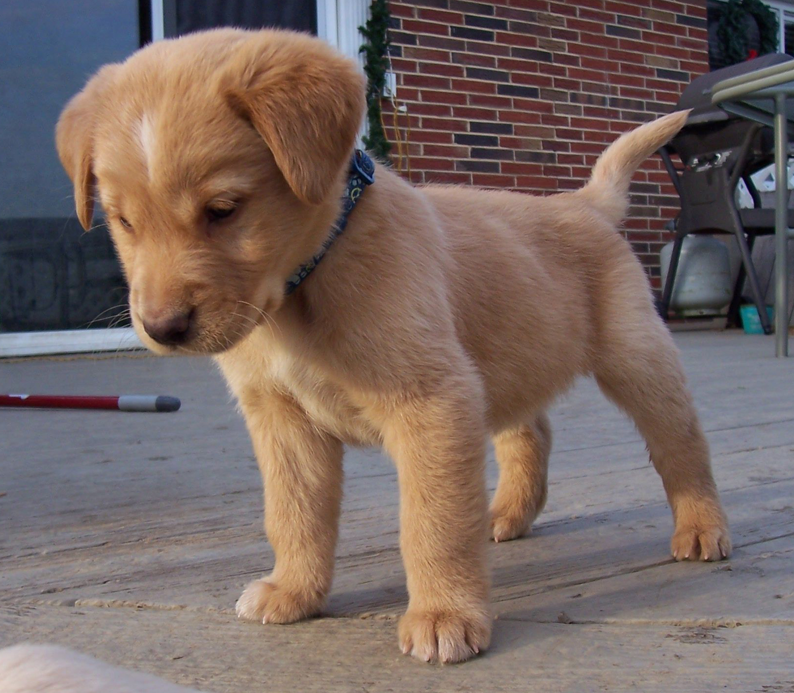 companies-time-off-puppies-2