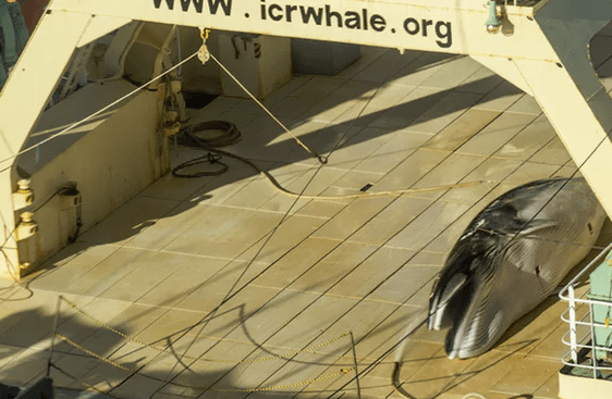 japan-whaling-333-4