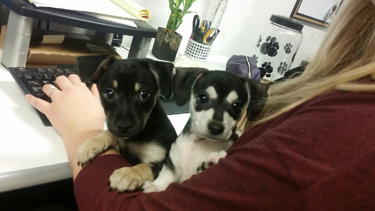 companies-time-off-puppies-1