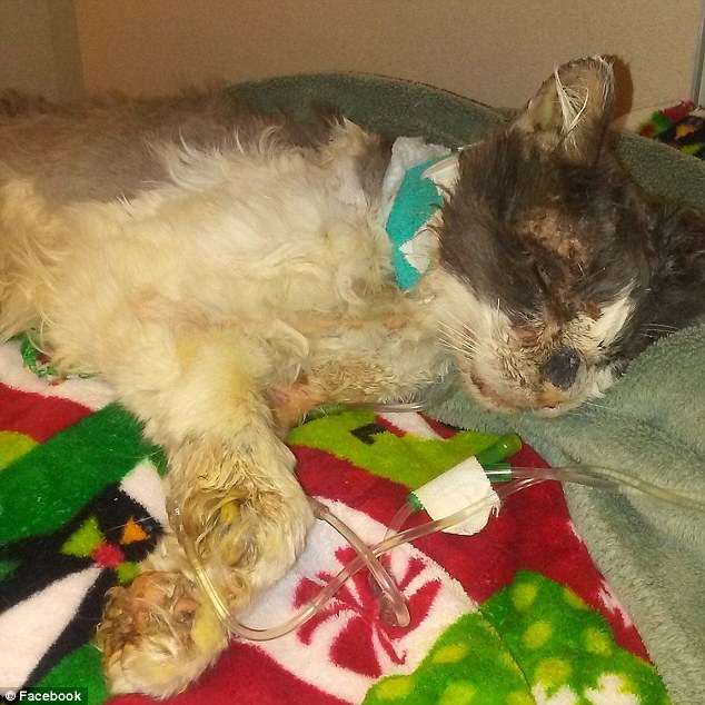 cat-tortured-hot-glue-4