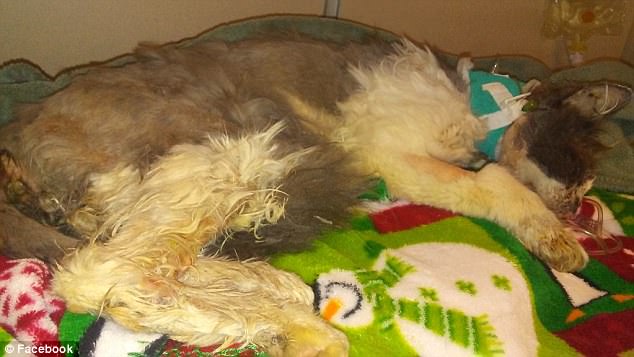 cat-tortured-hot-glue-5