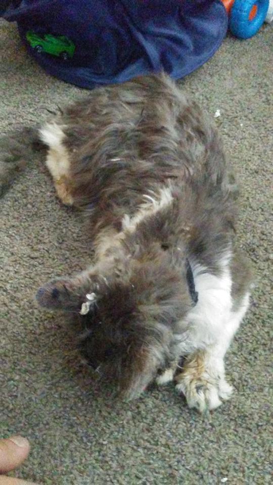 cat-tortured-hot-glue-2