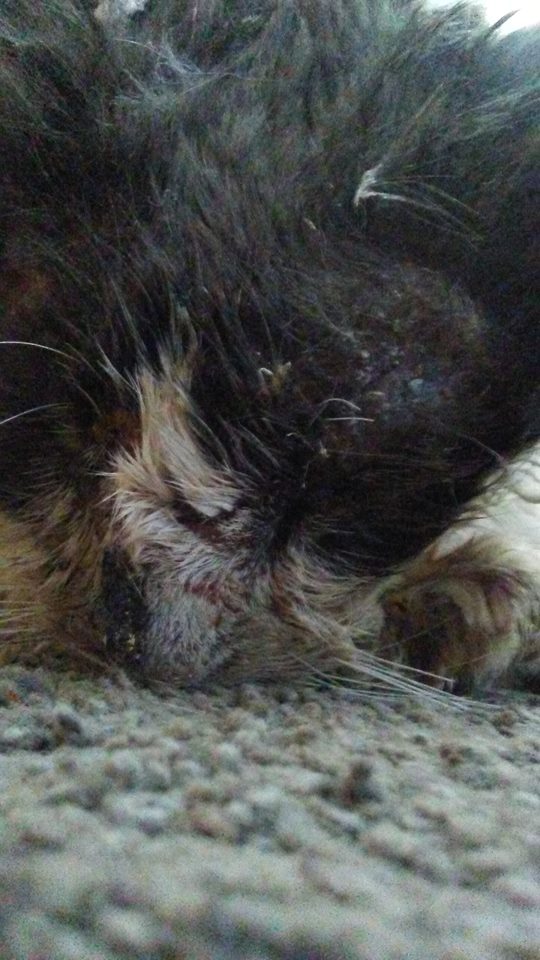 cat-tortured-hot-glue-3