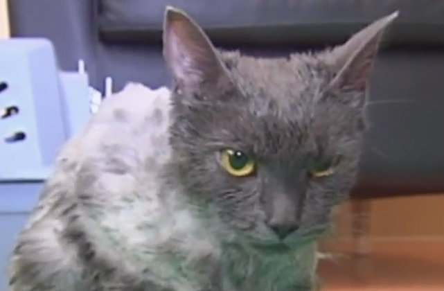 cat-found-doused-gasoline-3