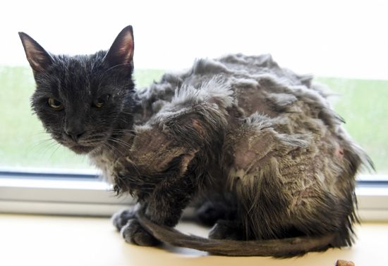 cat-found-doused-gasoline-1