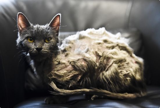 cat-found-doused-gasoline-2