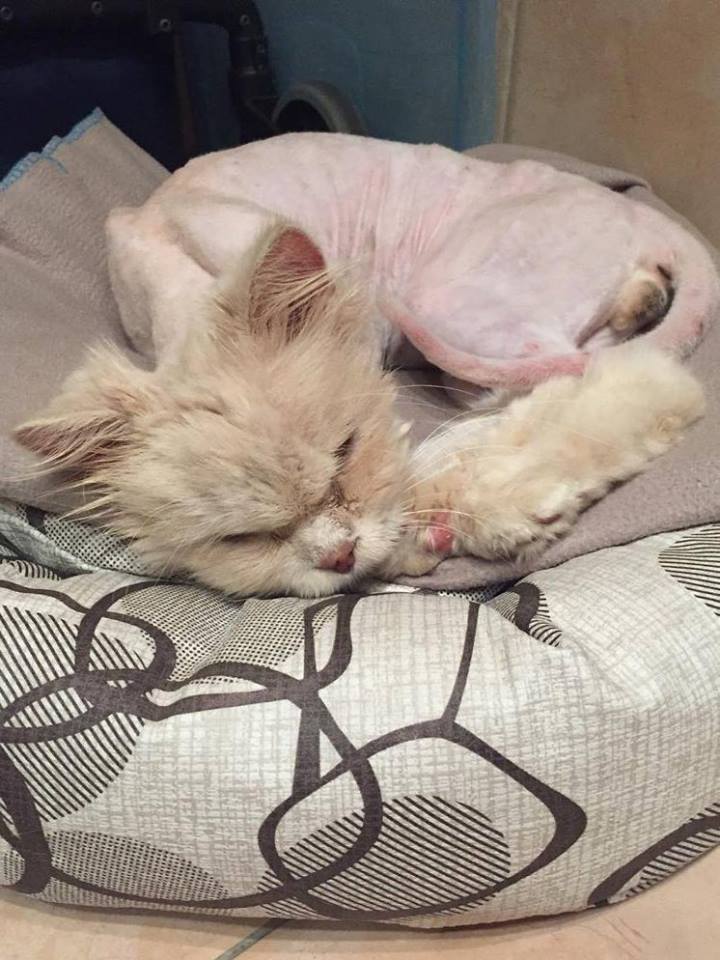 cat-brian-bullied--qatar-6