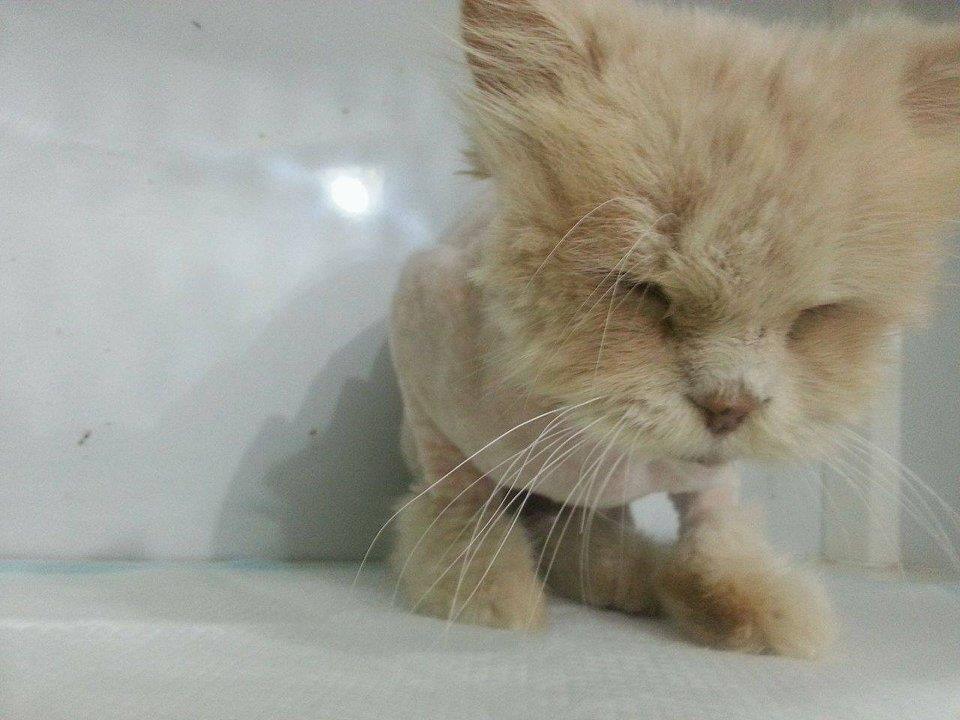 cat-brian-bullied--qatar-7