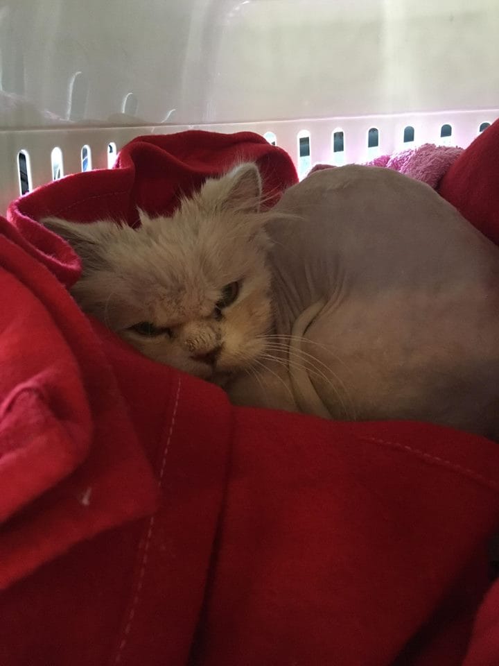 cat-brian-bullied--qatar-4