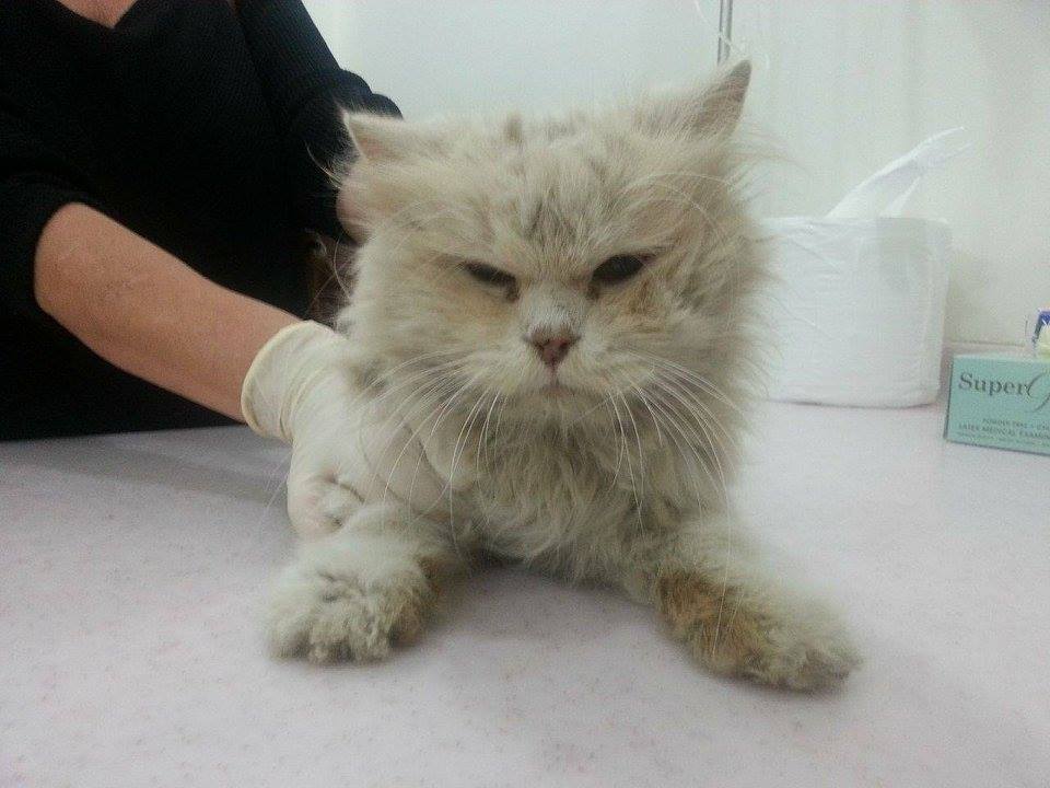 cat-brian-bullied--qatar-1