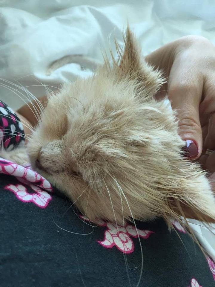 cat-brian-bullied--qatar-5