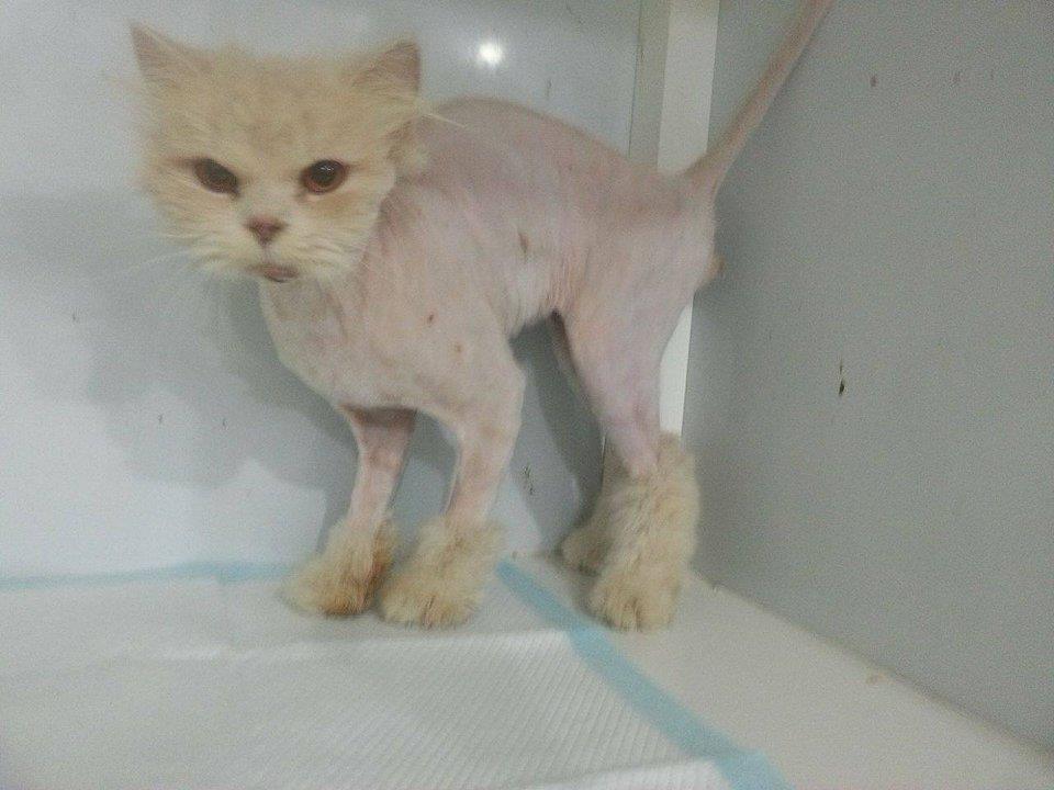 cat-brian-bullied--qatar-2