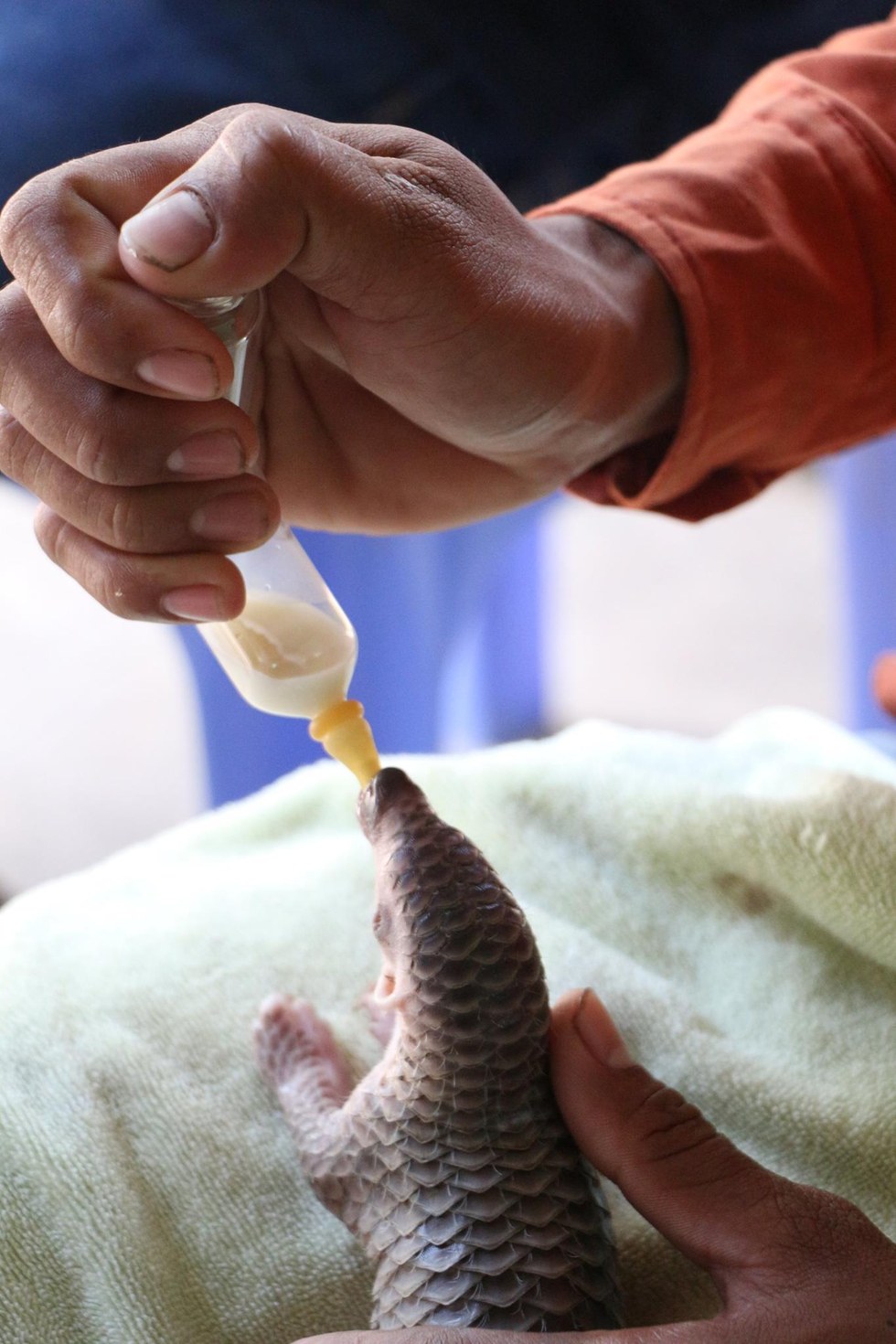 tiny-baby-pangolin-2