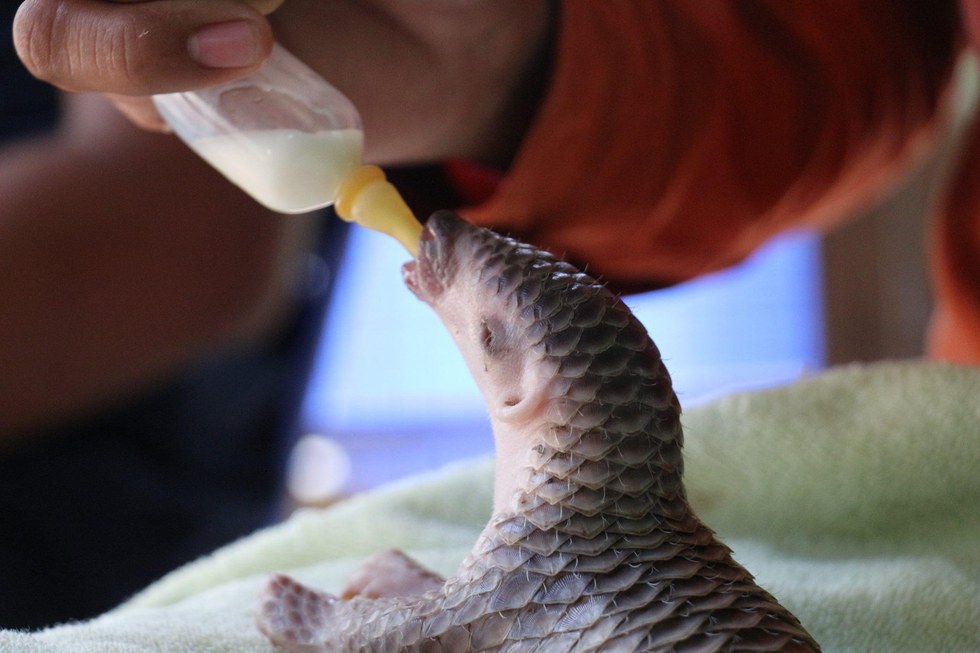tiny-baby-pangolin-3