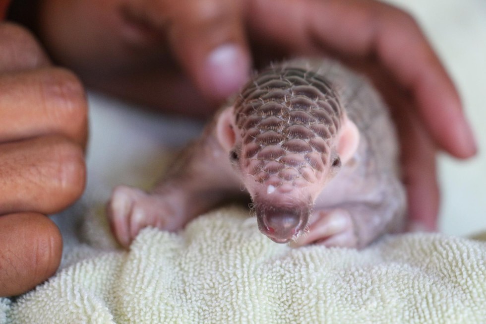 tiny-baby-pangolin-4