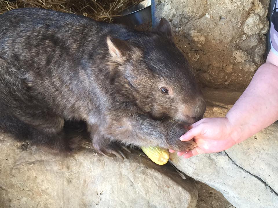 patrick-oldest-wombat-1