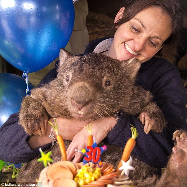 patrick-oldest-wombat-3