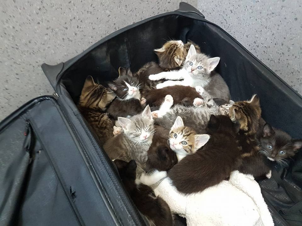 kittens-suitcase-417-1