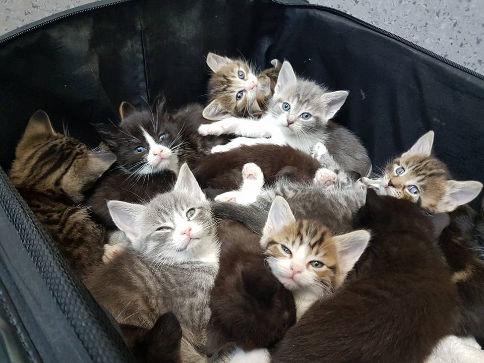 kittens-suitcase-417-2