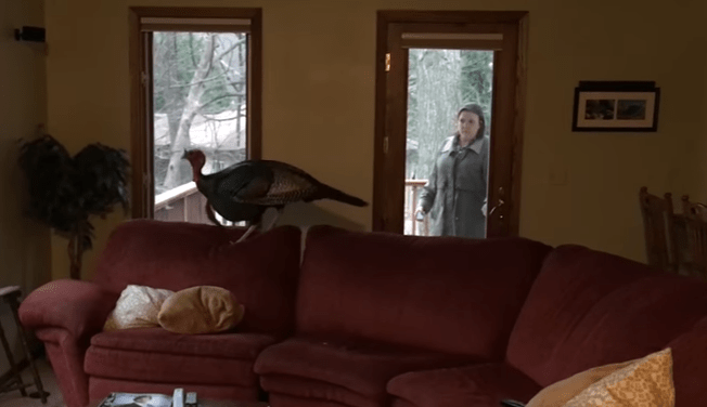 tom-turkey-breakin-2