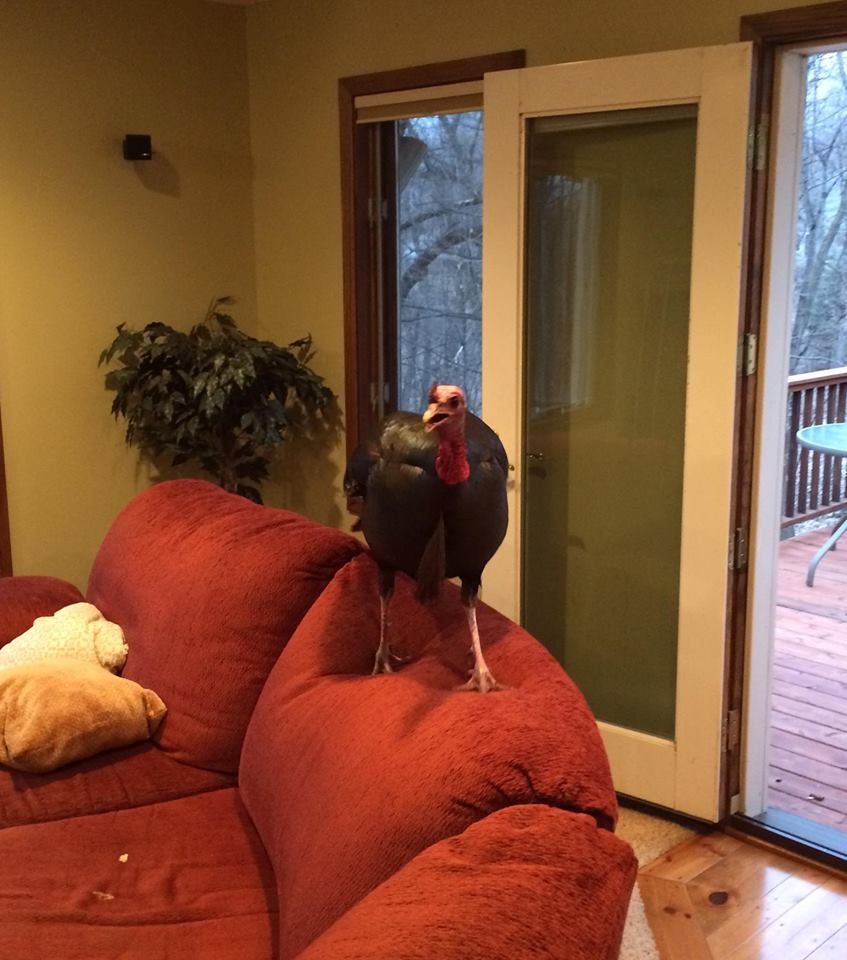 tom-turkey-breakin-1