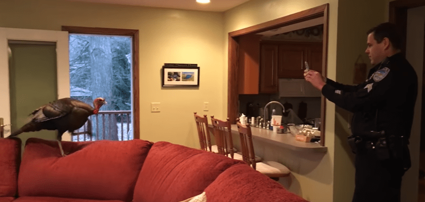 tom-turkey-breakin-3