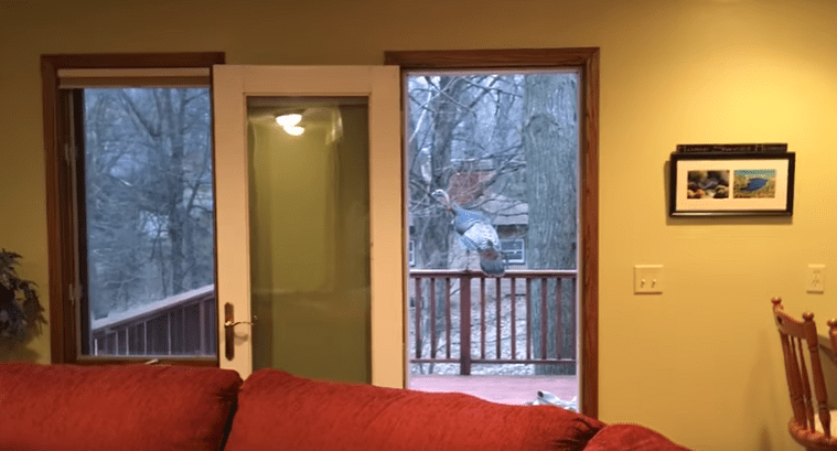 tom-turkey-breakin-4