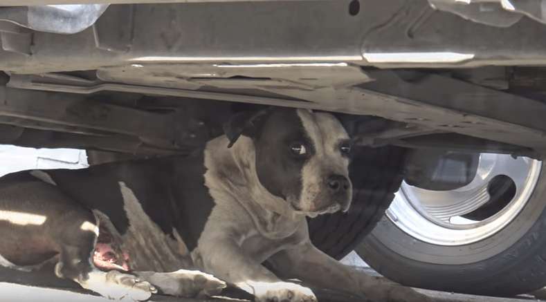 dog-leesa-tumors-rescue-1