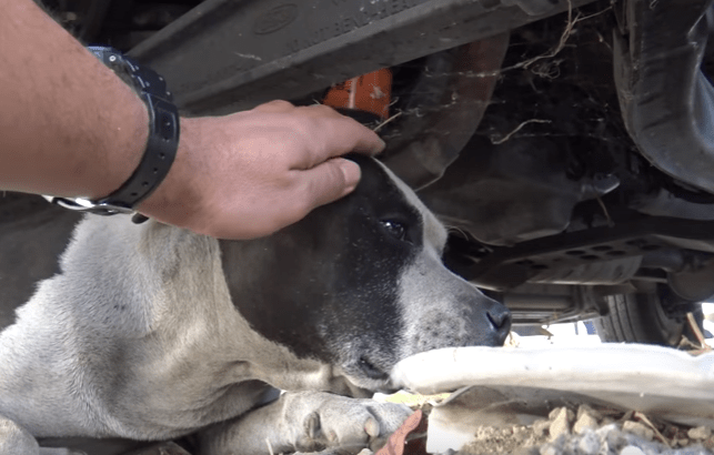 dog-leesa-tumors-rescue-3