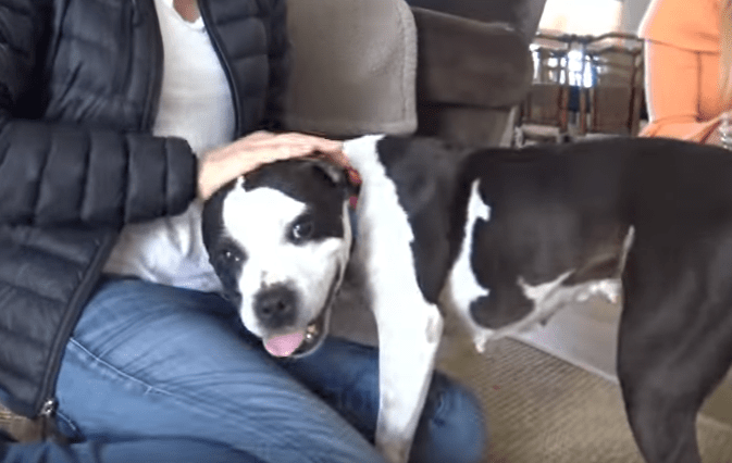 dog-leesa-tumors-rescue-6