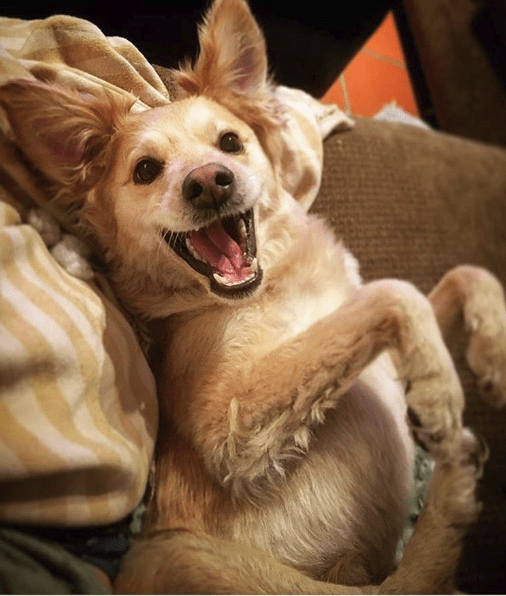 scooty-happiest-dog-2