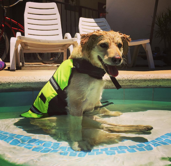 scooty-happiest-dog-7