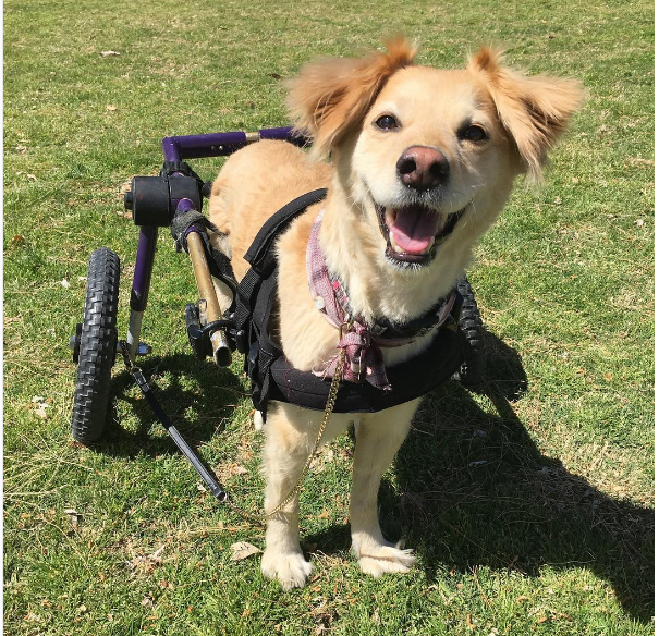 scooty-happiest-dog-4