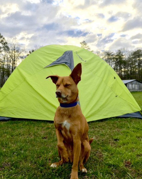 dog-blue-red-camping-6