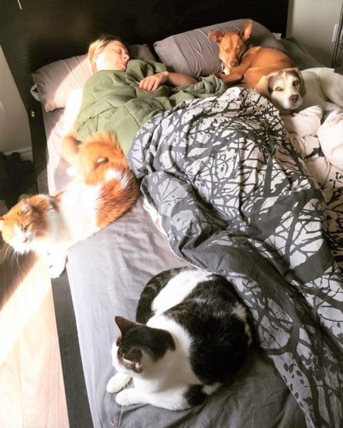 dog-blue-red-camping-1